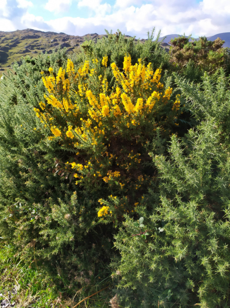 Бретань. Край отливов, солнца и гортензий. Июль 2019