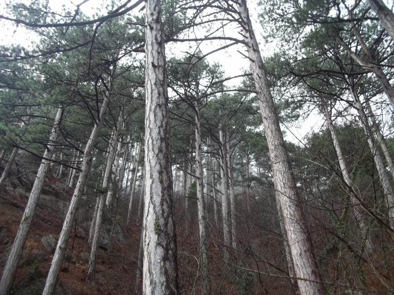 Новый год в Ялте. 2017, 2018, 2019, 2020