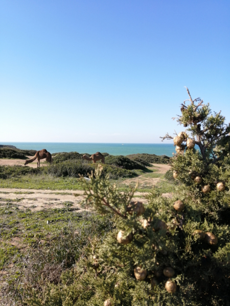 Январь 2020, без машины: Танжер-Асила-Шефшауэн-Фес-Мерзуга-Тингир-Марракеш-Тубкаль-Эссуэйра-Касабланка