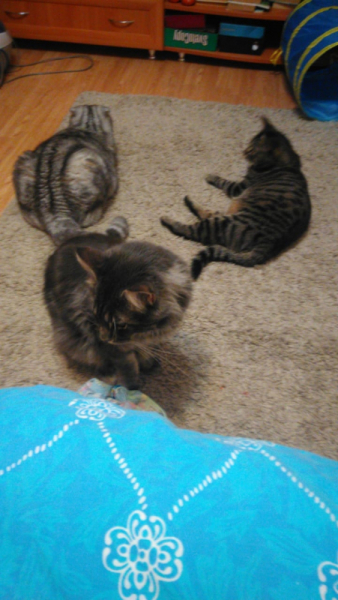 Кошки в нашей жизни. Кошки и все, что с ними связано.