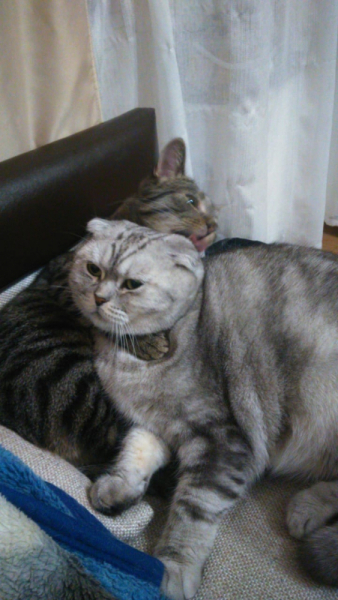 Кошки в нашей жизни. Кошки и все, что с ними связано.