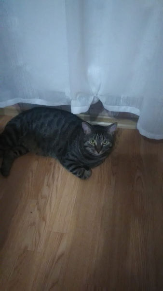 Кошки в нашей жизни. Кошки и все, что с ними связано.