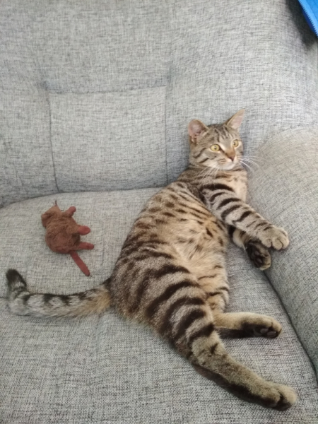 Кошки в нашей жизни. Кошки и все, что с ними связано.