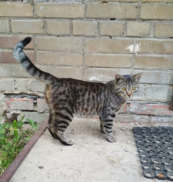 Кошки в нашей жизни. Кошки и все, что с ними связано.