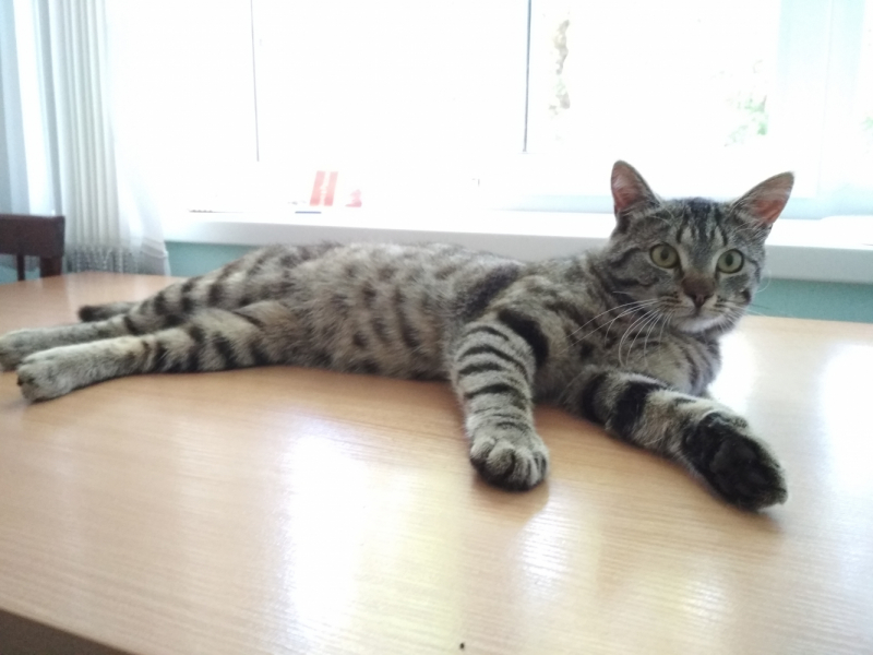 Кошки в нашей жизни. Кошки и все, что с ними связано.