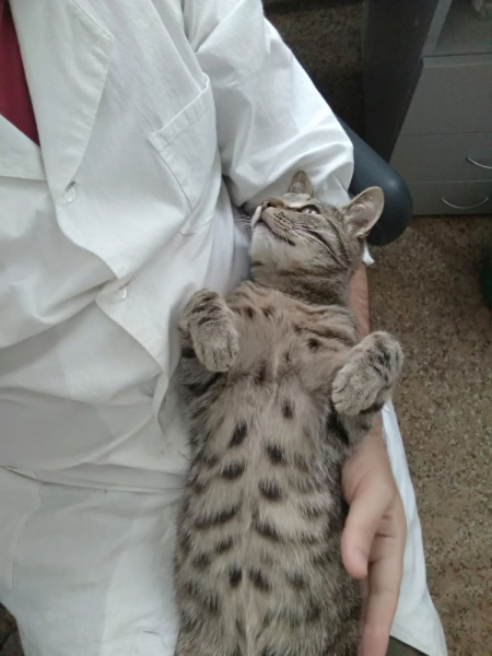 Кошки в нашей жизни. Кошки и все, что с ними связано.