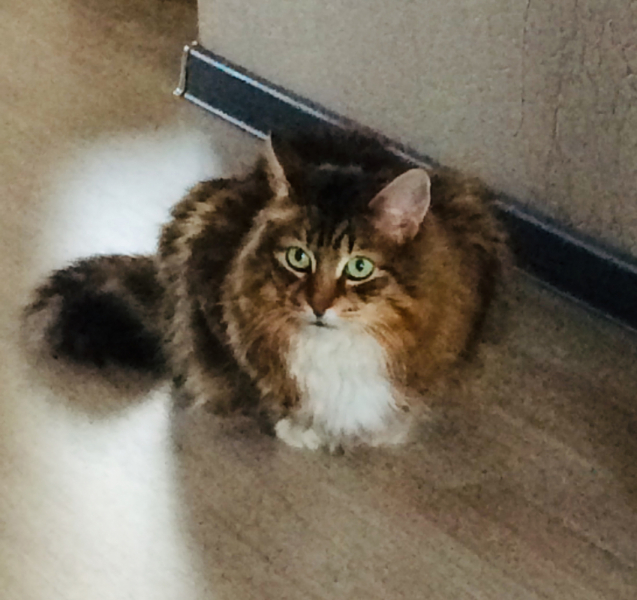 Кошки в нашей жизни. Кошки и все, что с ними связано.