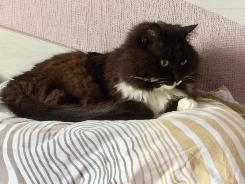 Кошки в нашей жизни. Кошки и все, что с ними связано.