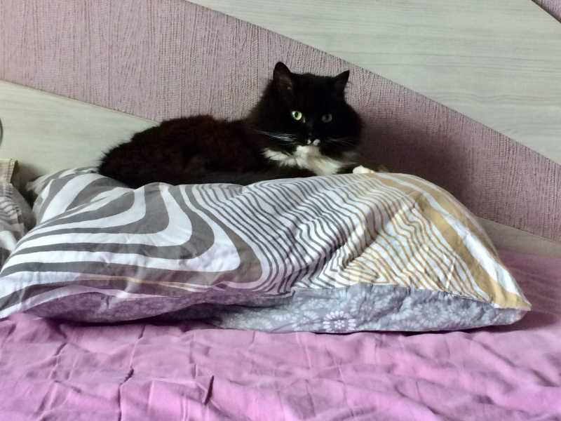 Кошки в нашей жизни. Кошки и все, что с ними связано.