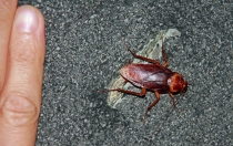 Детские каникулы в сезон дождей