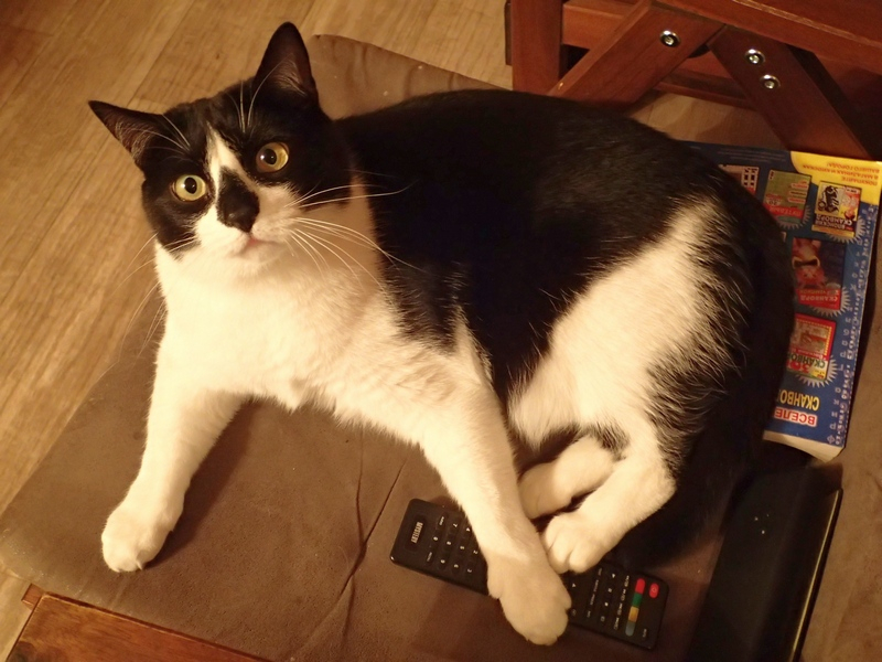 Кошки в нашей жизни. Кошки и все, что с ними связано.