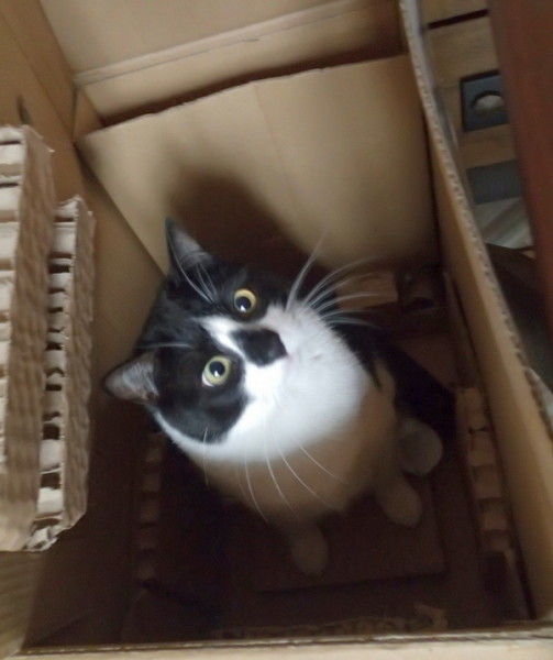 Кошки в нашей жизни. Кошки и все, что с ними связано.