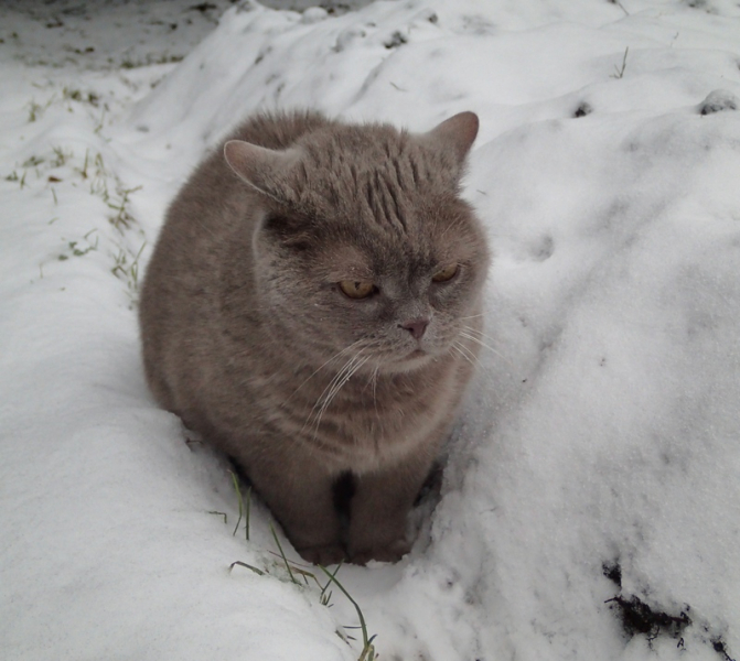 Кошки в нашей жизни. Кошки и все, что с ними связано.