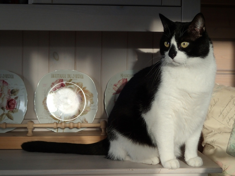 Кошки в нашей жизни. Кошки и все, что с ними связано.