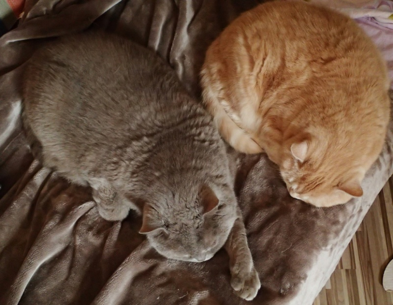 Кошки в нашей жизни. Кошки и все, что с ними связано.