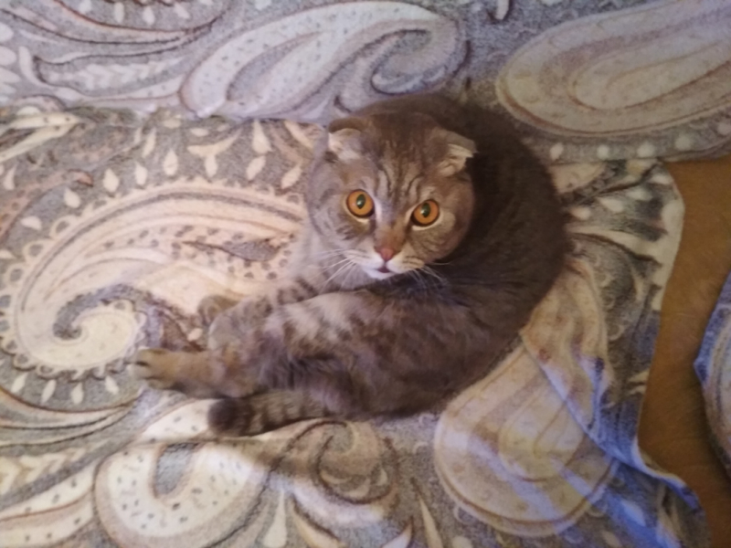 Кошки в нашей жизни. Кошки и все, что с ними связано.