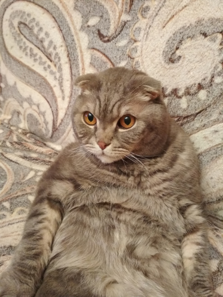 Кошки в нашей жизни. Кошки и все, что с ними связано.