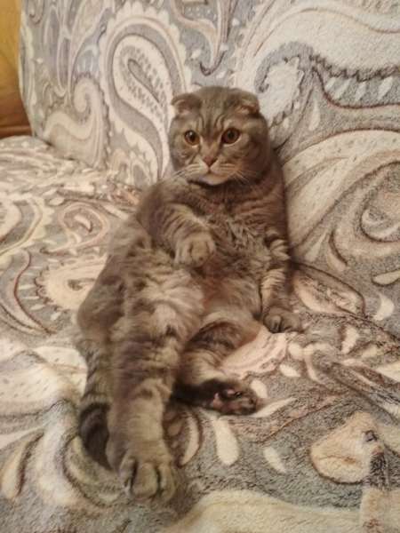 Кошки в нашей жизни. Кошки и все, что с ними связано.