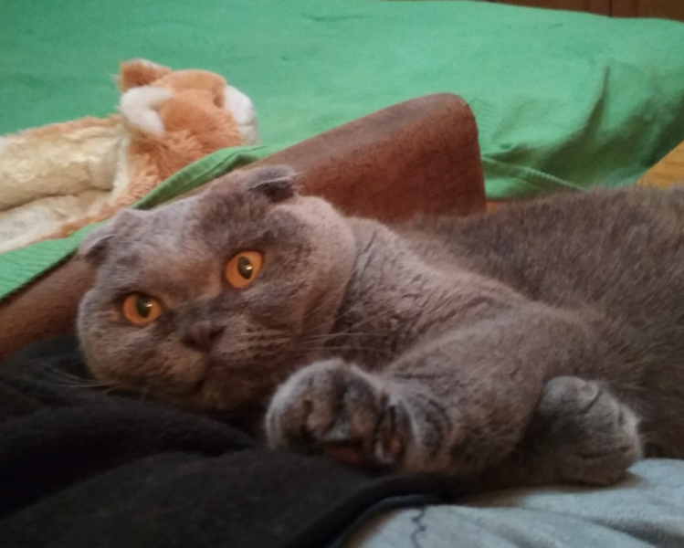 Кошки в нашей жизни. Кошки и все, что с ними связано.