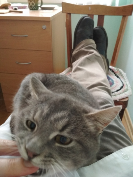 Кошки в нашей жизни. Кошки и все, что с ними связано.