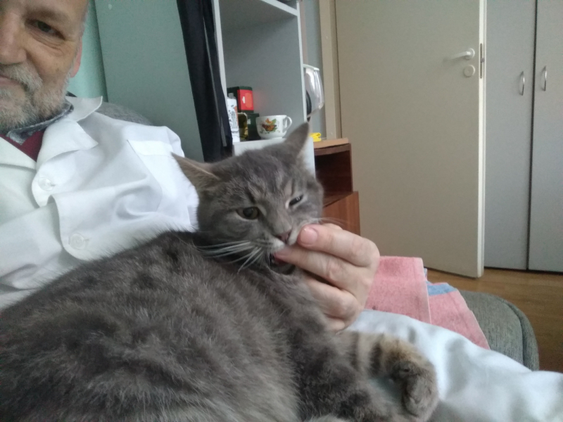 Кошки в нашей жизни. Кошки и все, что с ними связано.