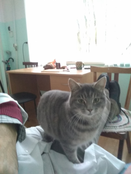 Кошки в нашей жизни. Кошки и все, что с ними связано.