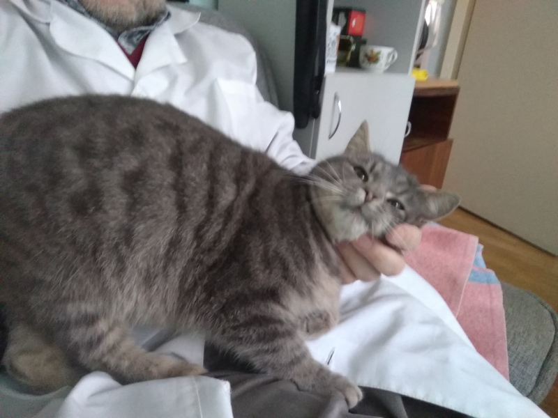 Кошки в нашей жизни. Кошки и все, что с ними связано.