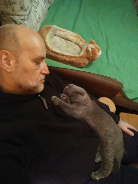 Кошки в нашей жизни. Кошки и все, что с ними связано.