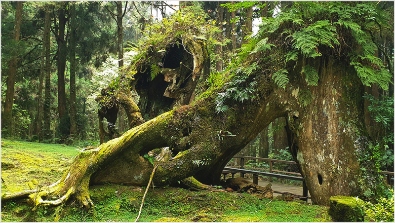 Тайвань Алишань