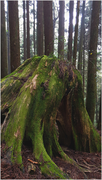 Тайвань Алишань