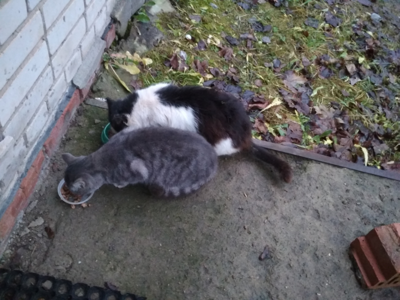 Кошки в нашей жизни. Кошки и все, что с ними связано.