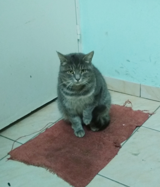 Кошки в нашей жизни. Кошки и все, что с ними связано.