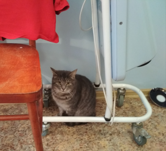 Кошки в нашей жизни. Кошки и все, что с ними связано.