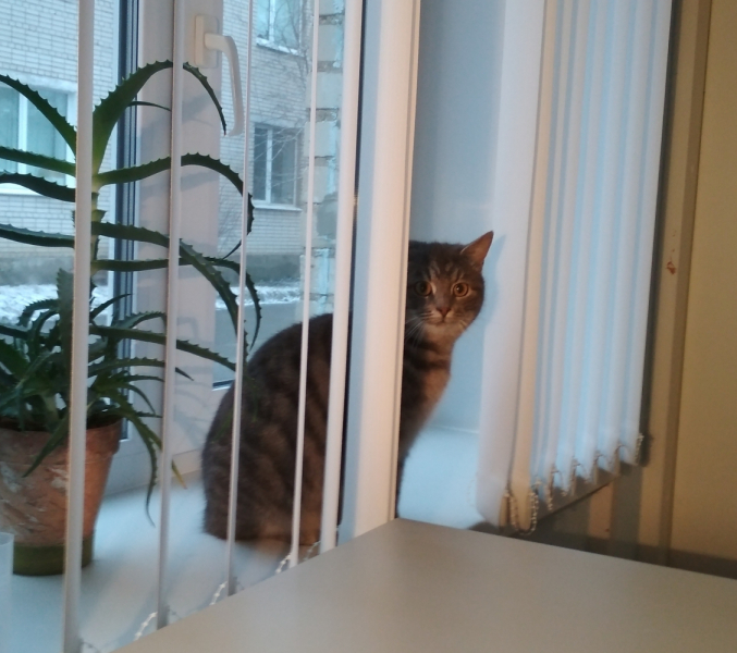 Кошки в нашей жизни. Кошки и все, что с ними связано.