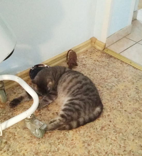 Кошки в нашей жизни. Кошки и все, что с ними связано.