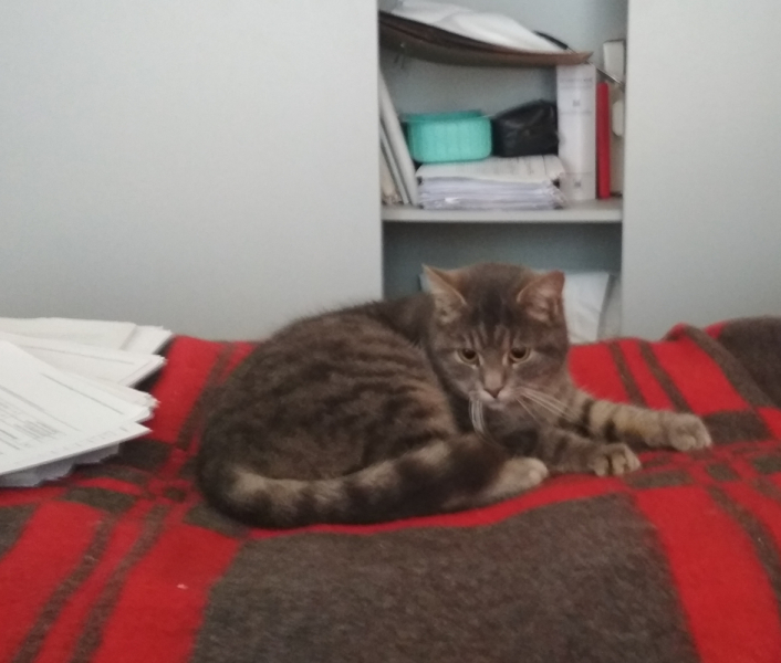 Кошки в нашей жизни. Кошки и все, что с ними связано.