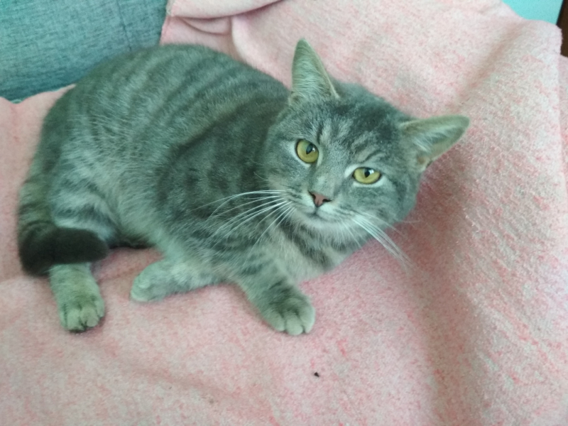 Кошки в нашей жизни. Кошки и все, что с ними связано.