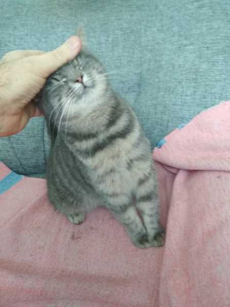 Кошки в нашей жизни. Кошки и все, что с ними связано.