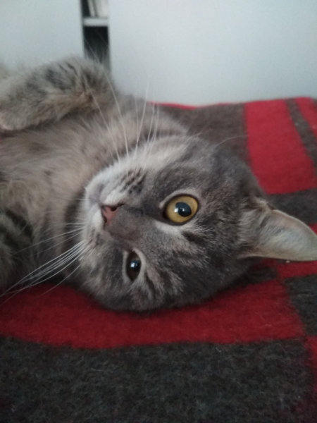 Кошки в нашей жизни. Кошки и все, что с ними связано.