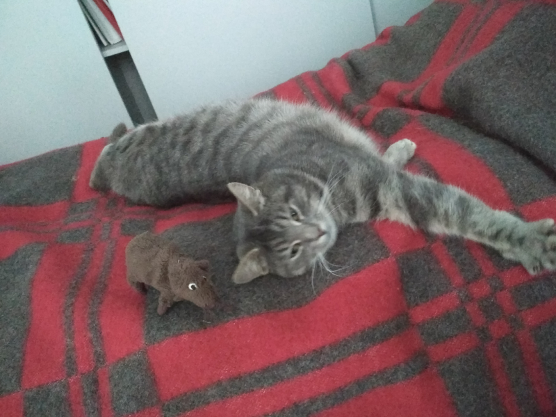 Кошки в нашей жизни. Кошки и все, что с ними связано.