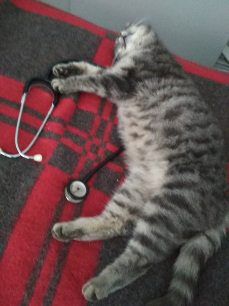 Кошки в нашей жизни. Кошки и все, что с ними связано.