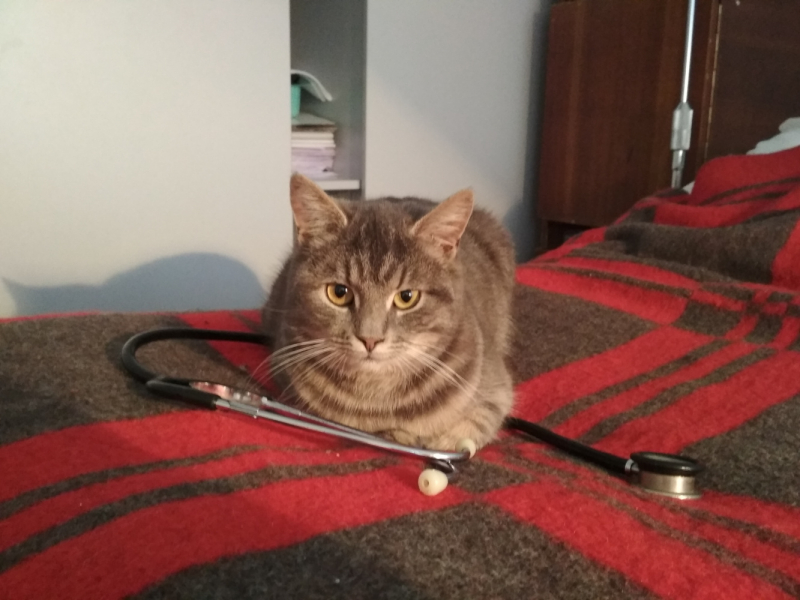 Кошки в нашей жизни. Кошки и все, что с ними связано.