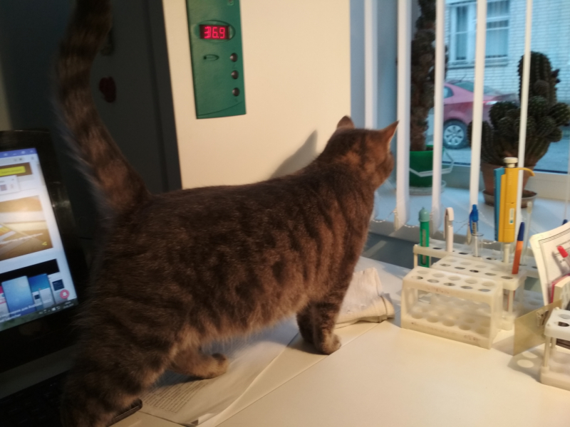 Кошки в нашей жизни. Кошки и все, что с ними связано.