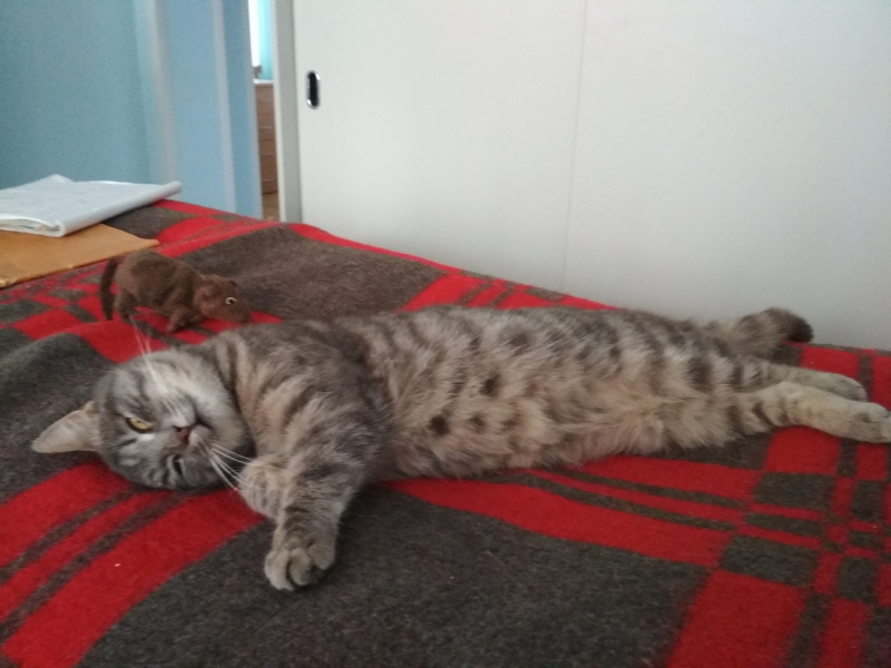 Кошки в нашей жизни. Кошки и все, что с ними связано.