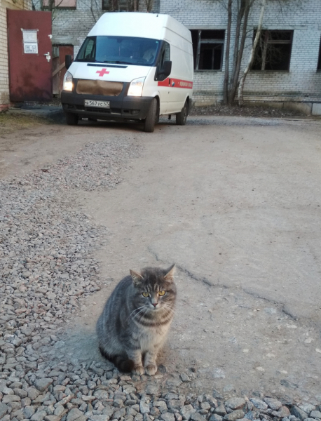 Кошки в нашей жизни. Кошки и все, что с ними связано.