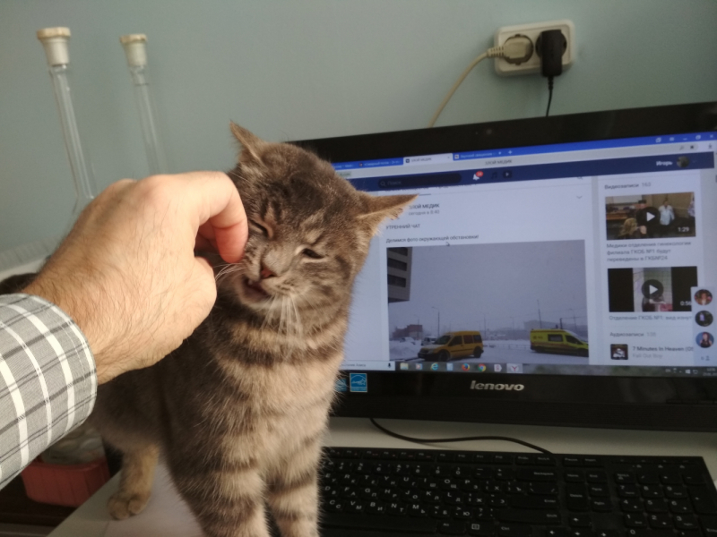 Кошки в нашей жизни. Кошки и все, что с ними связано.