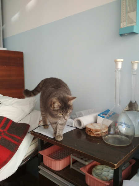 Кошки в нашей жизни. Кошки и все, что с ними связано.