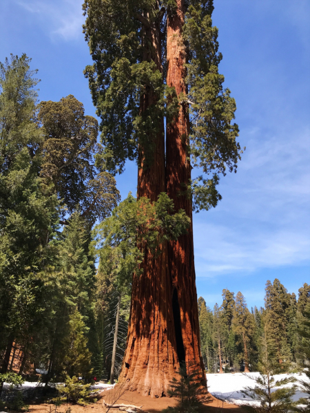Sequoia NP