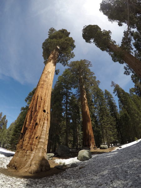Sequoia NP