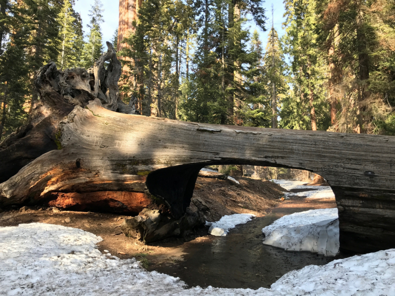 Sequoia NP